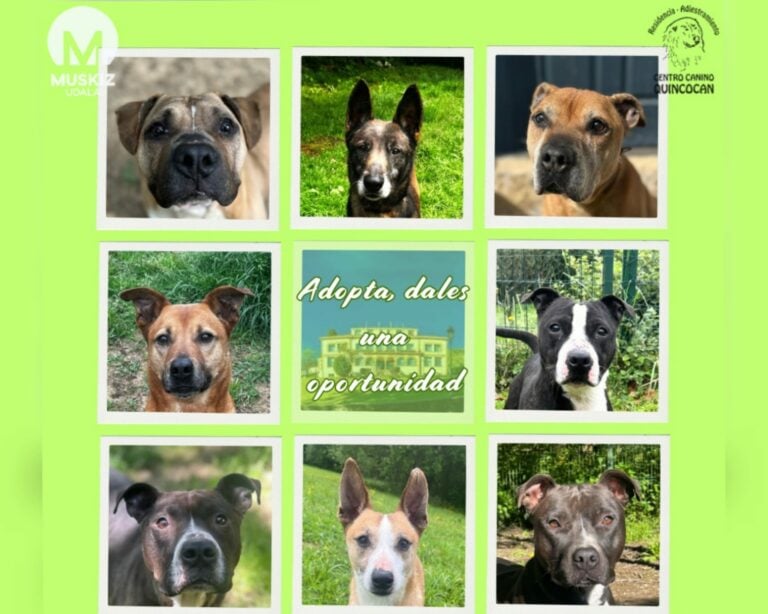 14 perros abandonados en Muskiz buscan una familia