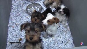 Elkarrekin Barakaldo denuncia que el Ayuntamiento no protegió a los cachorros de la lonja de Lutxana