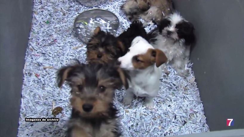 Elkarrekin Barakaldo denuncia que el Ayuntamiento no protegió a los cachorros de la lonja de Lutxana